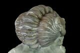 Wide Enrolled Flexicalymene Trilobite - Mt Orab, Ohio #137481-2